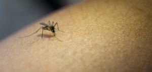 Virus Zika