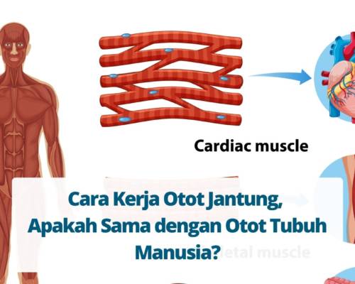 Cara Kerja Otot Jantung, Apakah Sama dengan Otot Tubuh Manusia