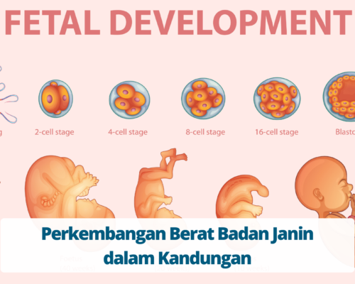 Perkembangan Berat Badan Janin dalam Kandungan