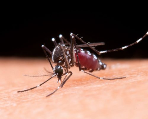 Chikungunya Gejala, Mencegah dan Mengobati