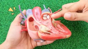 berapa banyak katup yang dimiliki jantung manusia