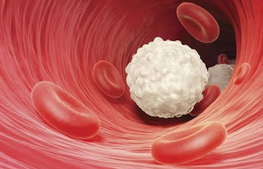 leukosit tinggi pada anak