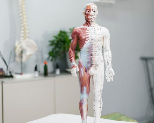Muskuloskeletal