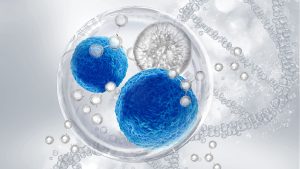 stem cell